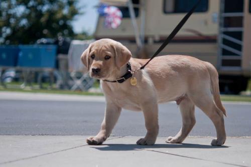 Aangeboden: Labrador / Retriever uitlaten in 's-Heer Abtskerke