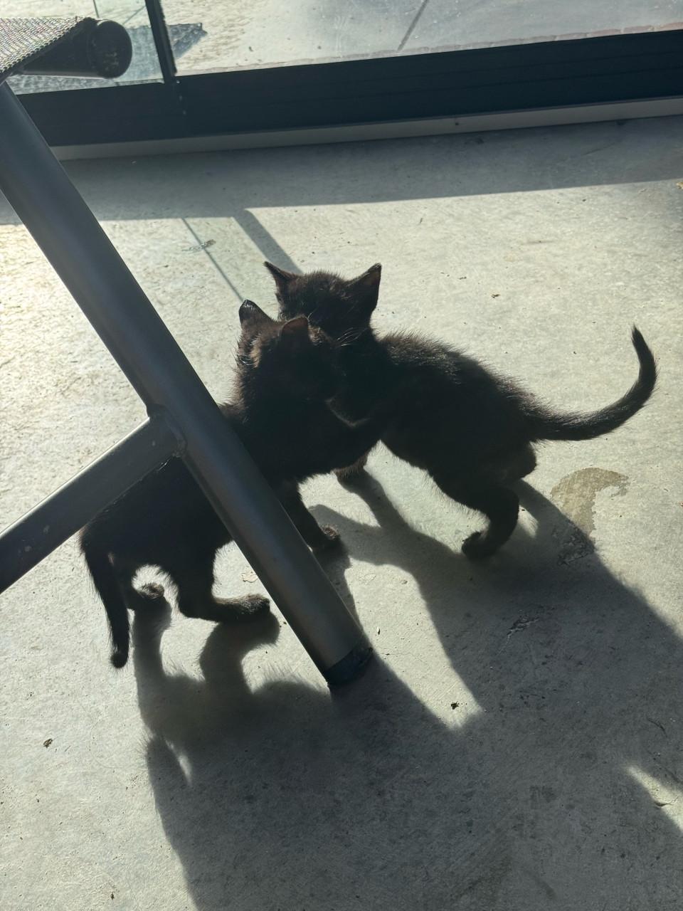 2 sociale kittens