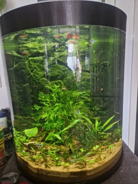 Tetra aqua art 60 liter met garnalen en planten en guppen.