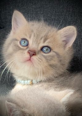 Brits korthaar kitten katertje 7 wkn
