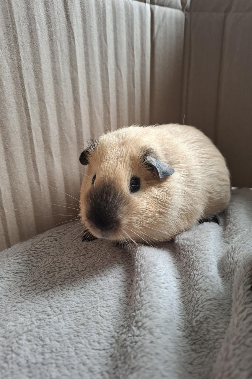 Lief mooi california cavia beertje