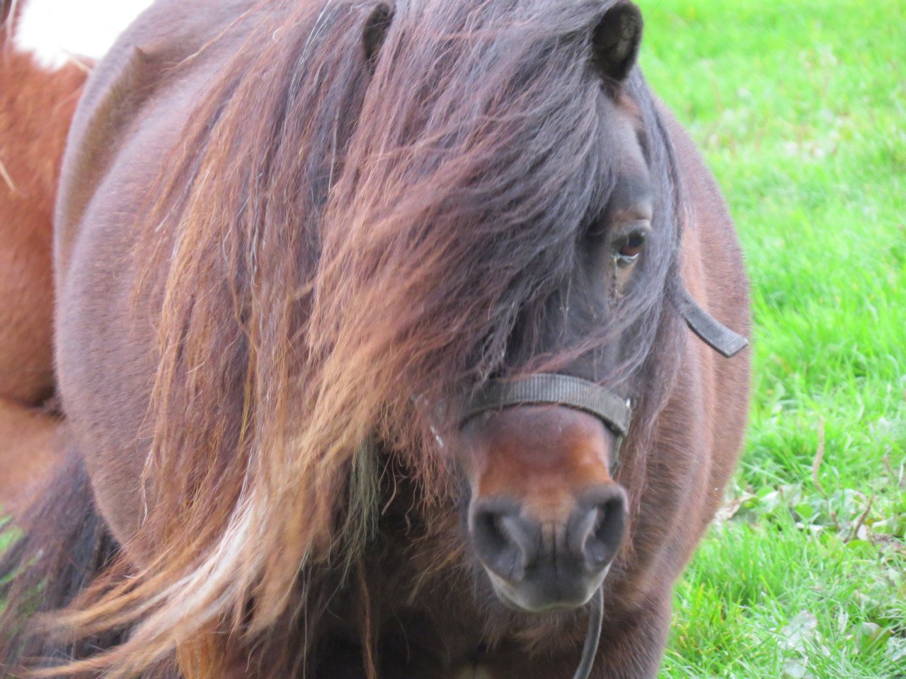Shetlander