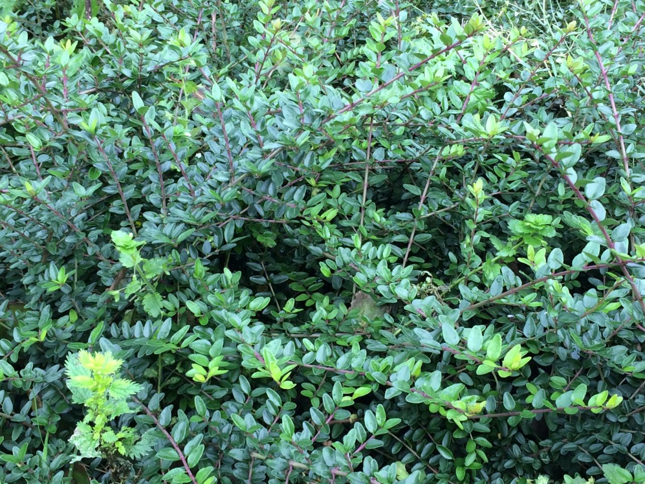 Lonicera nitida (maigrun/elegant)