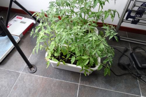 Tomatenplanten
