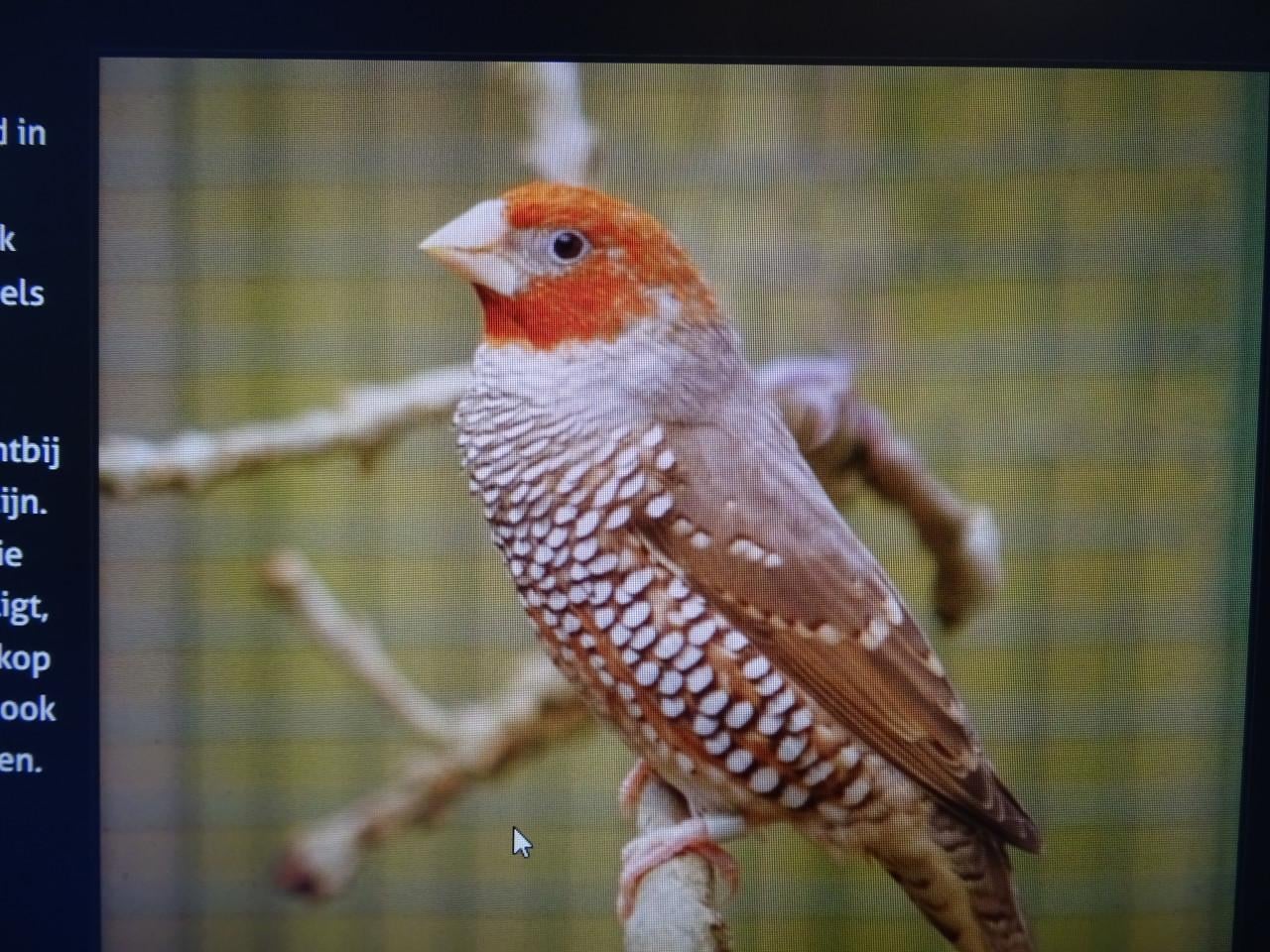 Te koop roodkopamadine broedrijp forse vogel