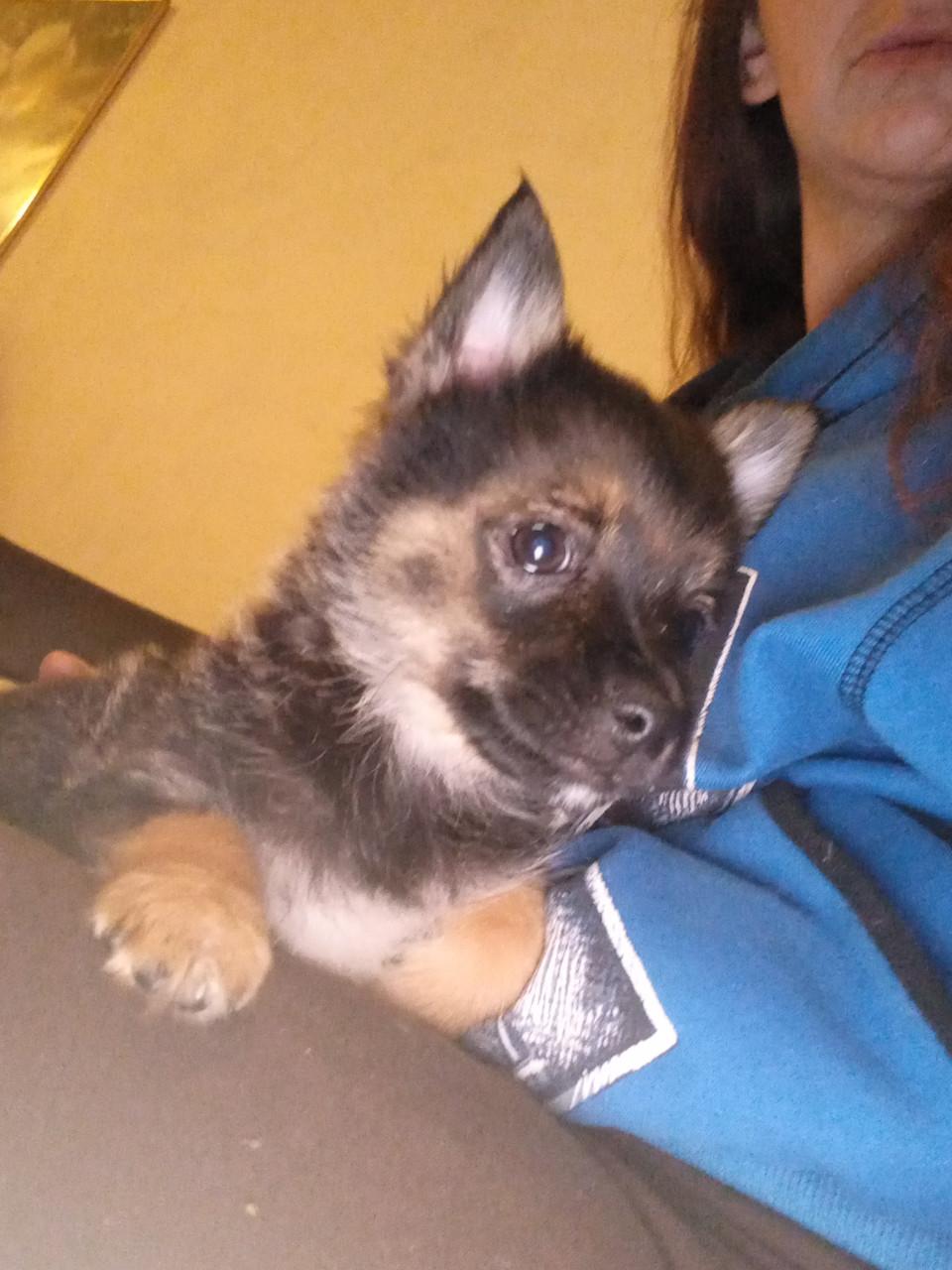 75% kruising pomeriaan