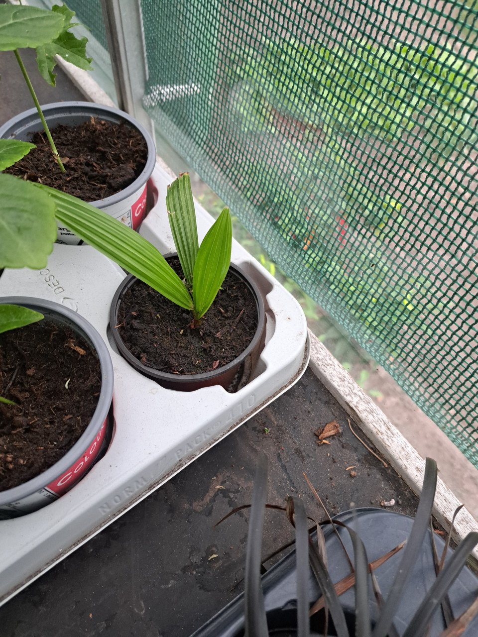 VERSCHILLENDE TUINPLANTEN
