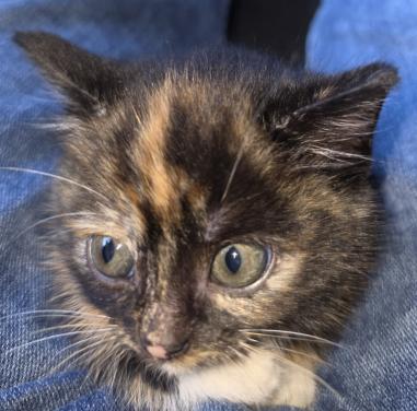 Lampjes kat poes poesjes kitten kittens