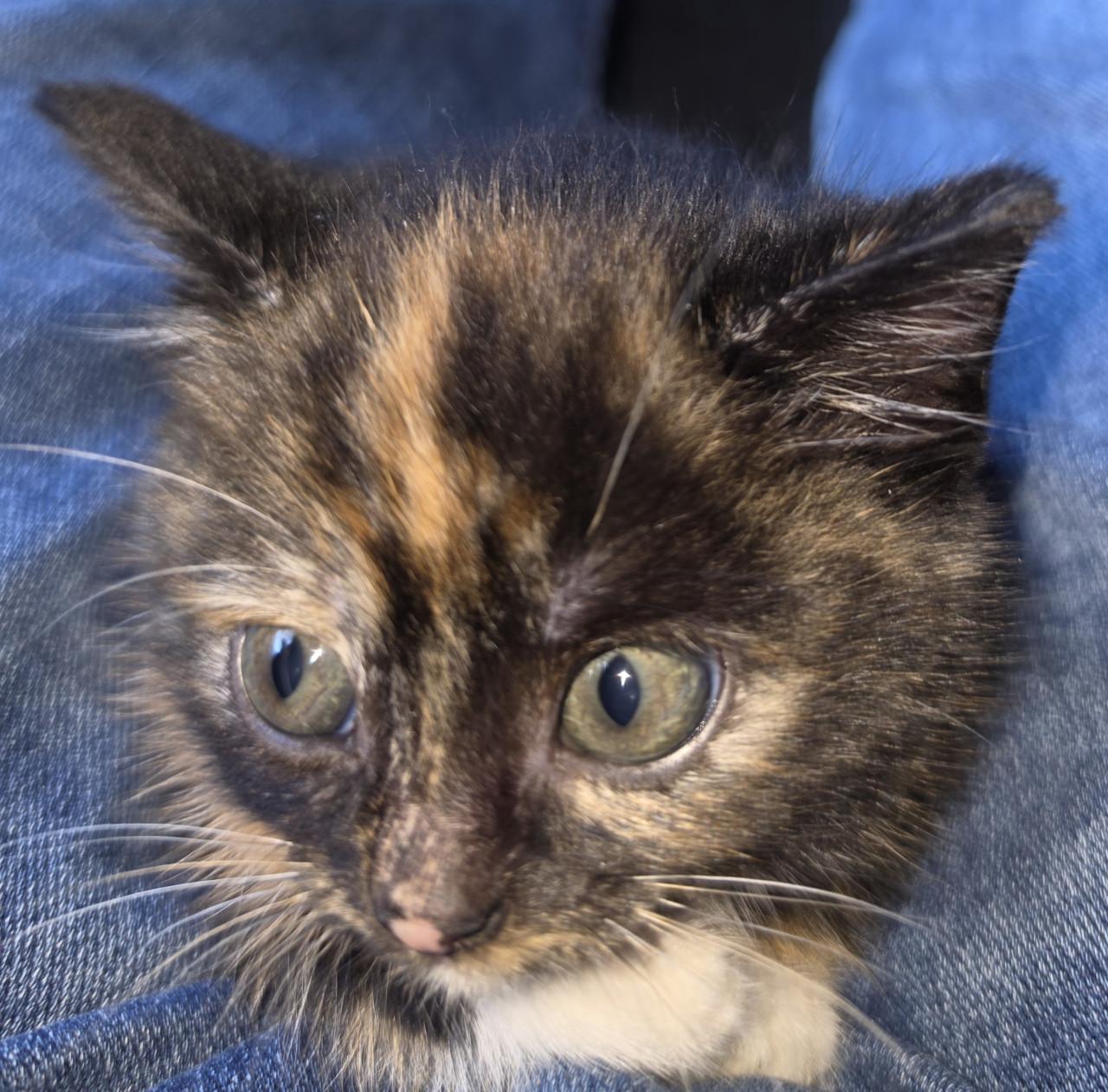 Lampjes kat poes poesjes kitten kittens