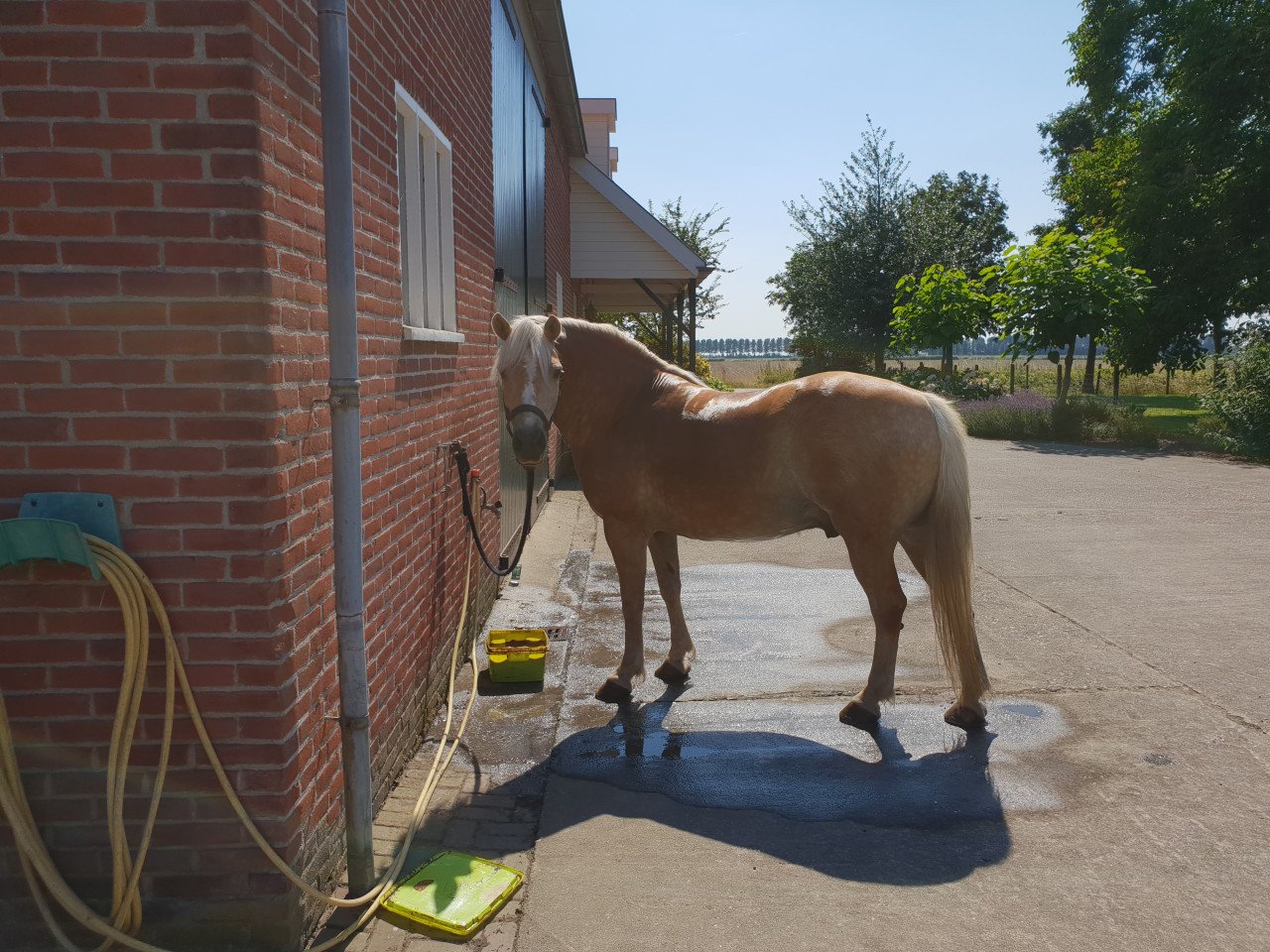 Paard