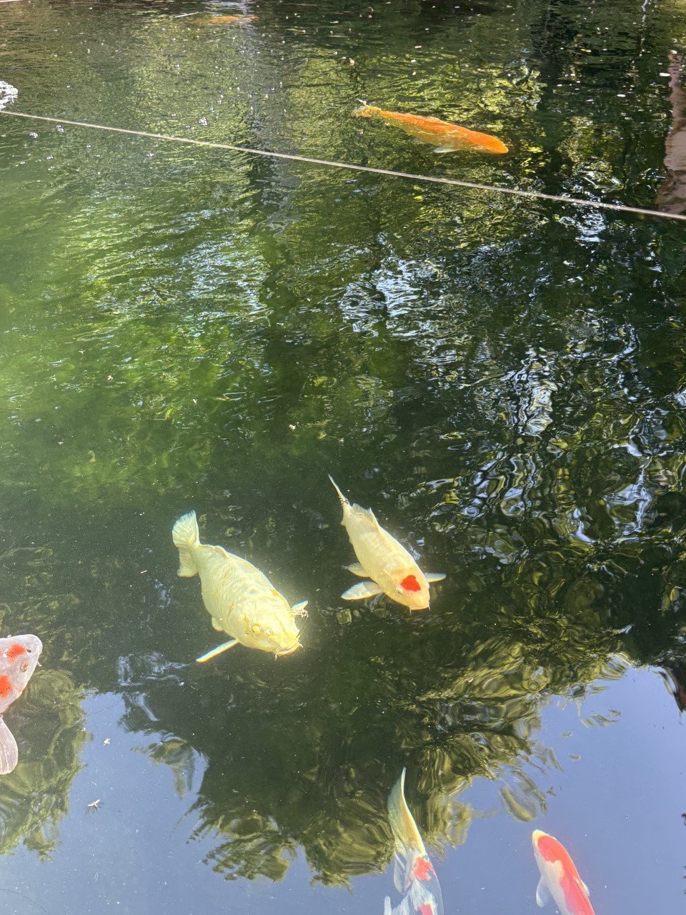 Koi karpers te koop