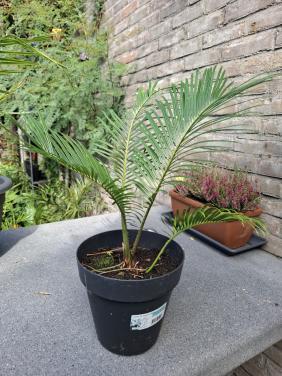 Cycas Revoluta