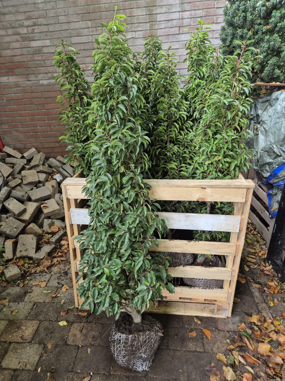 Portugese laurier haagplanten 125-150 cm direct beschikbaar!