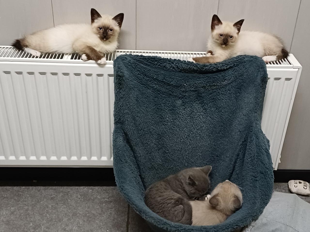 Mooie Brits Korthaar x Ragdoll kittens mogen verhuizen