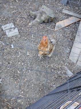 Brahma hen.