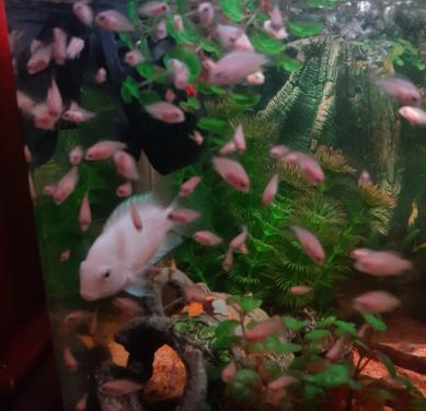 Zebracichlide albino