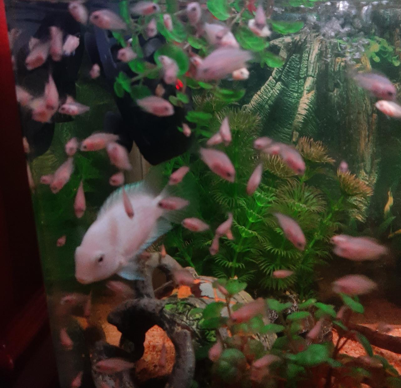 Zebracichlide albino