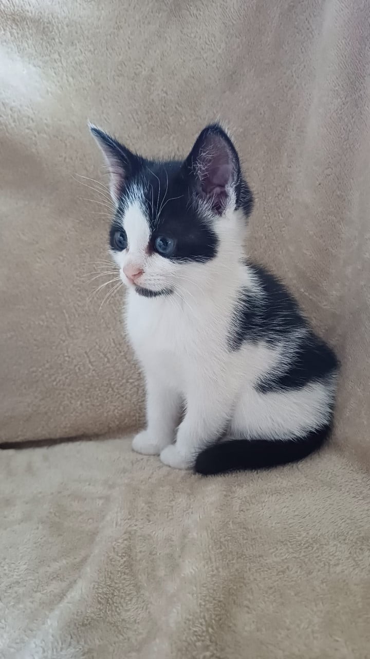 Lieve aanhankelijke kittens