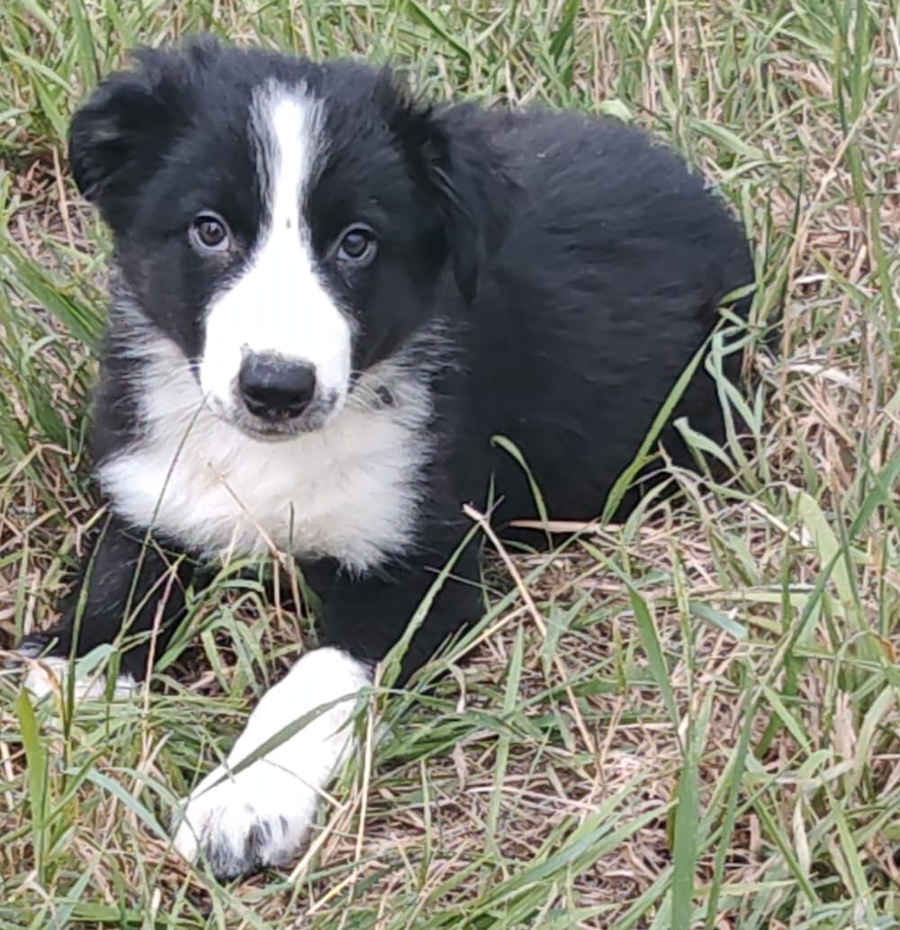 Border collie pups