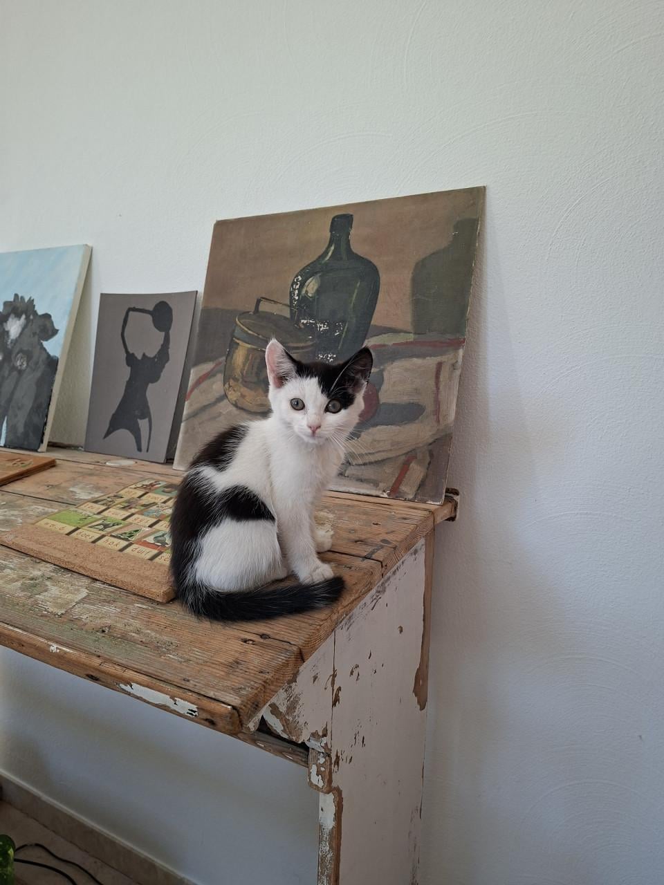 2 katertjes 3 maanden oud ontwormt