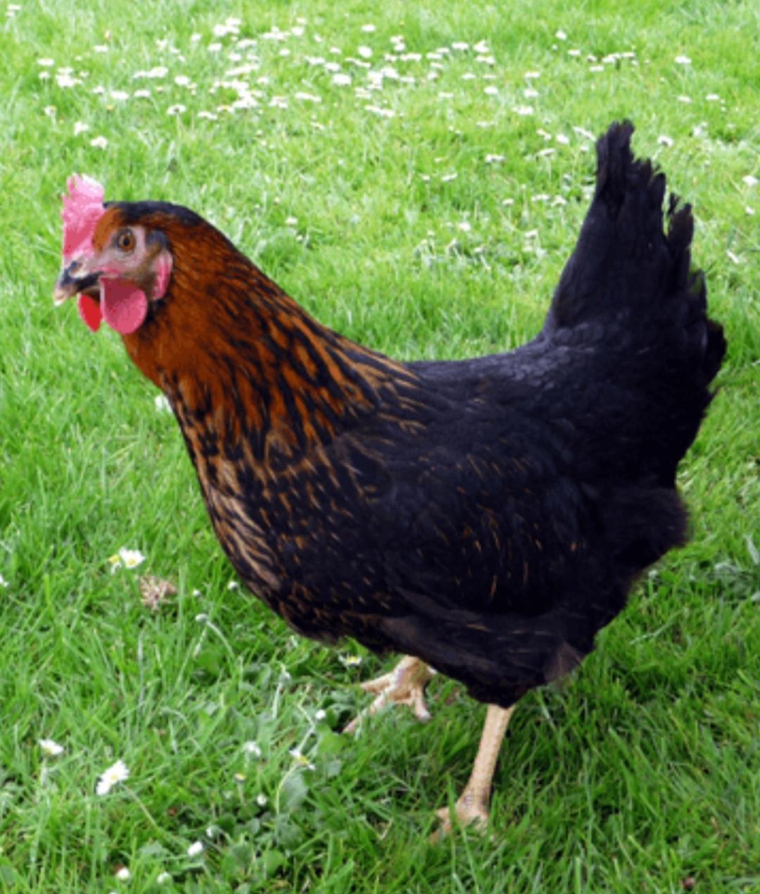 Kip kippen legkippen