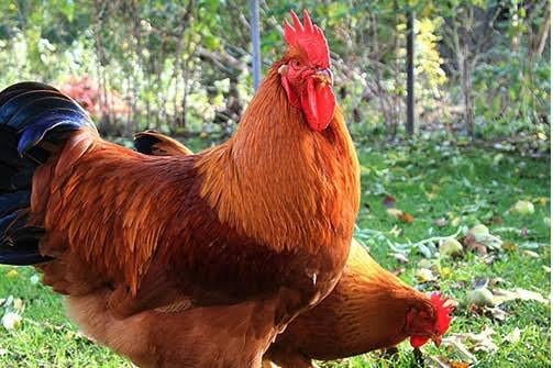 Gezocht NEWHAMPSHIRE kippen Groot!