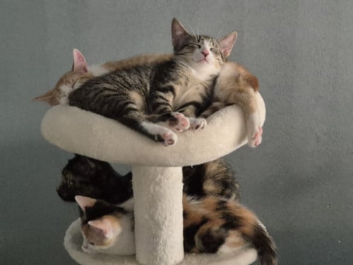 Lieve en zeer goed verzorgde HTK-KITTENS