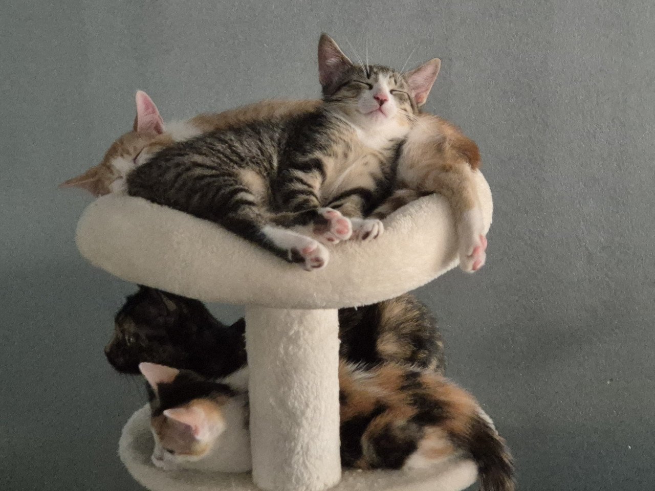Lieve en zeer goed verzorgde HTK-KITTENS