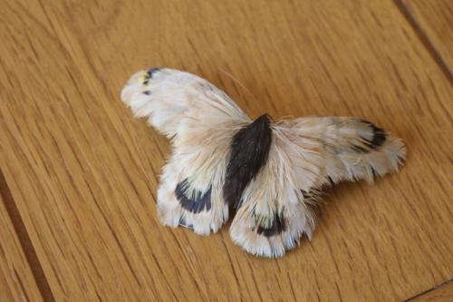 Opgezette vlinder 10 cm breed
