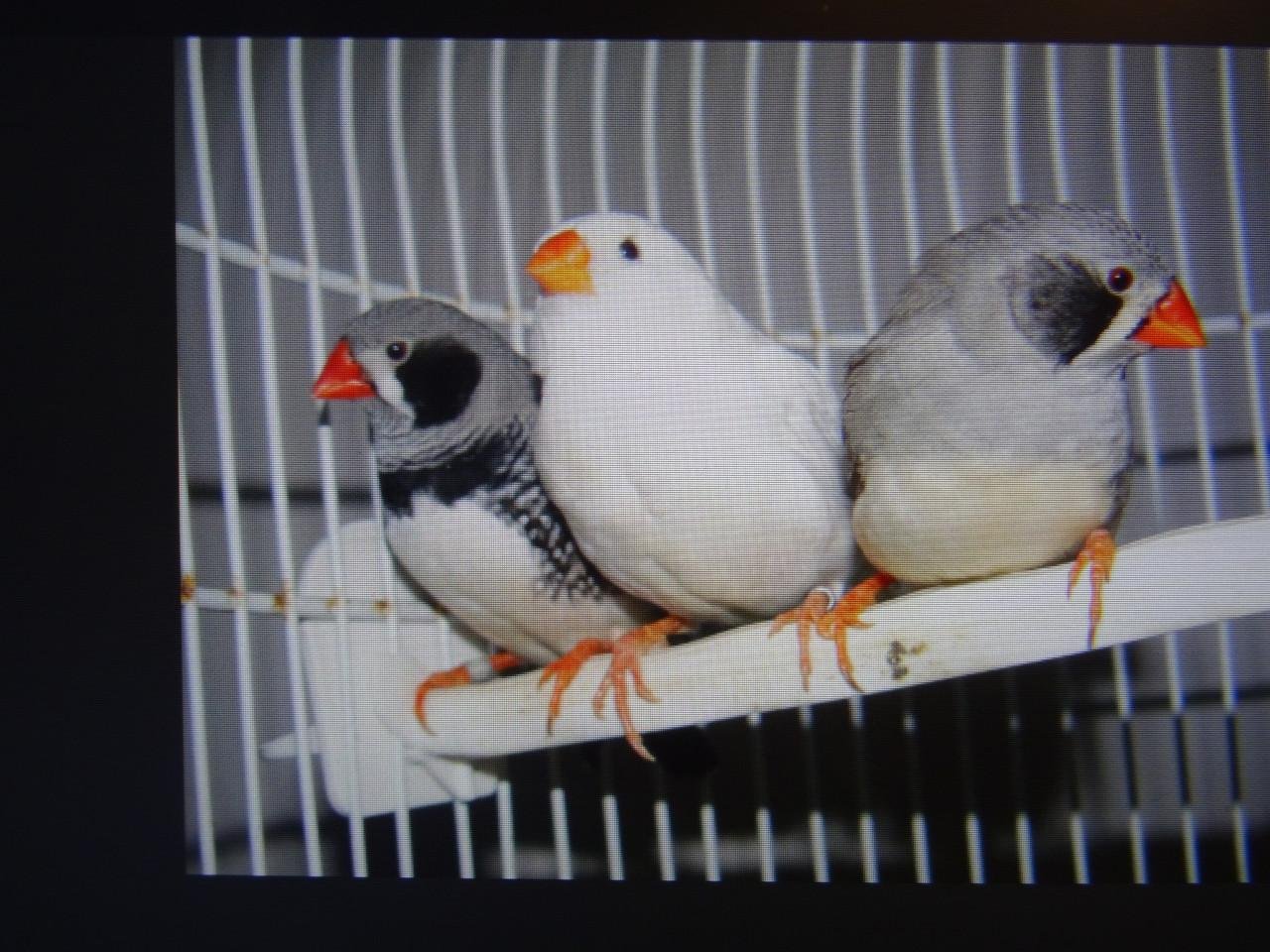 Te koop mooie wat grotere overjarige witte zebravinken €6.00