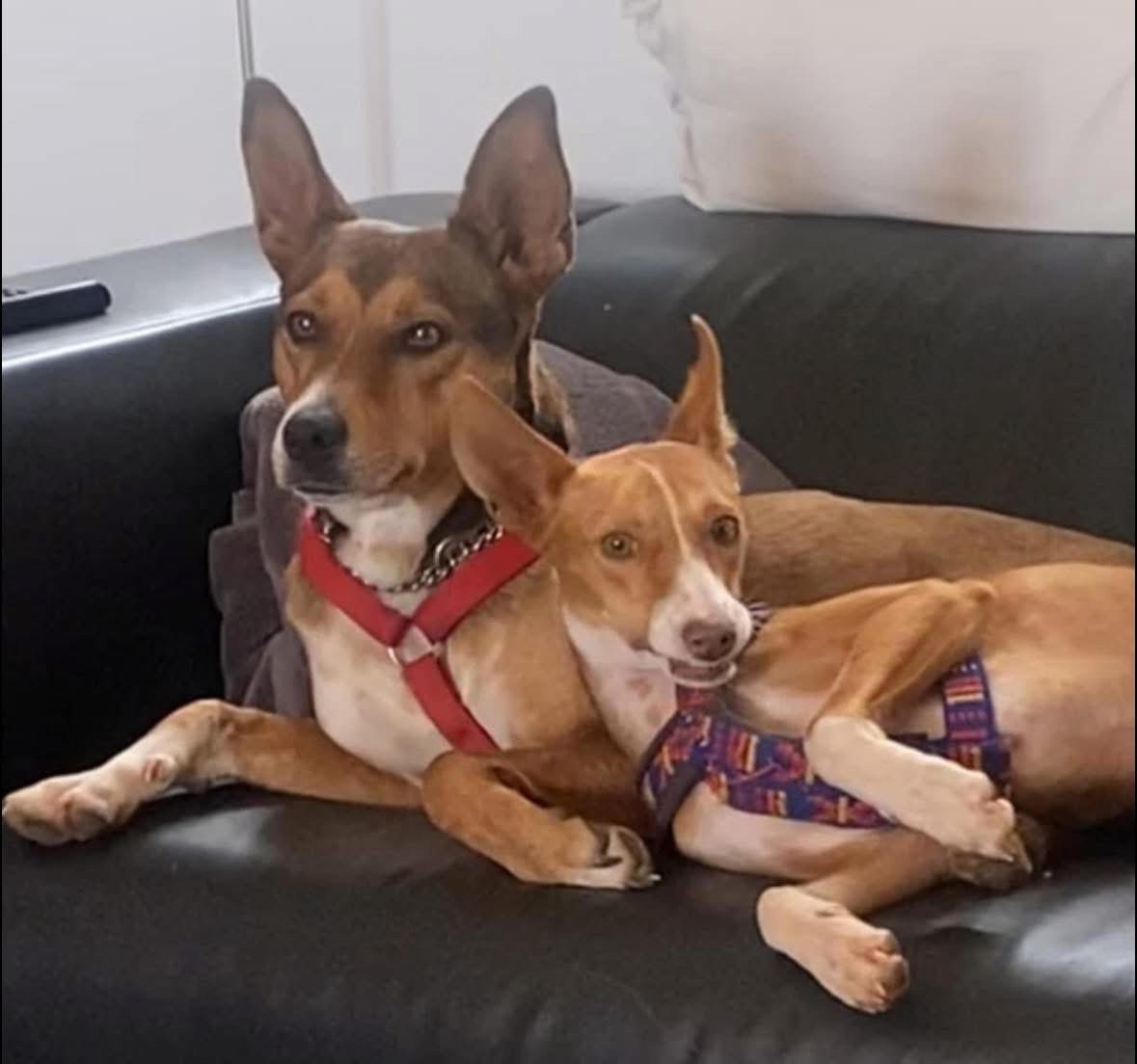 Wij zoeken samen naar een heel lief baasje!