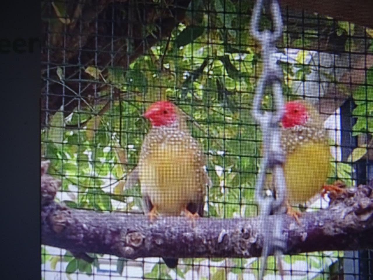 Te koop of te ruil Binsenastrilde man broedrijp voor pop