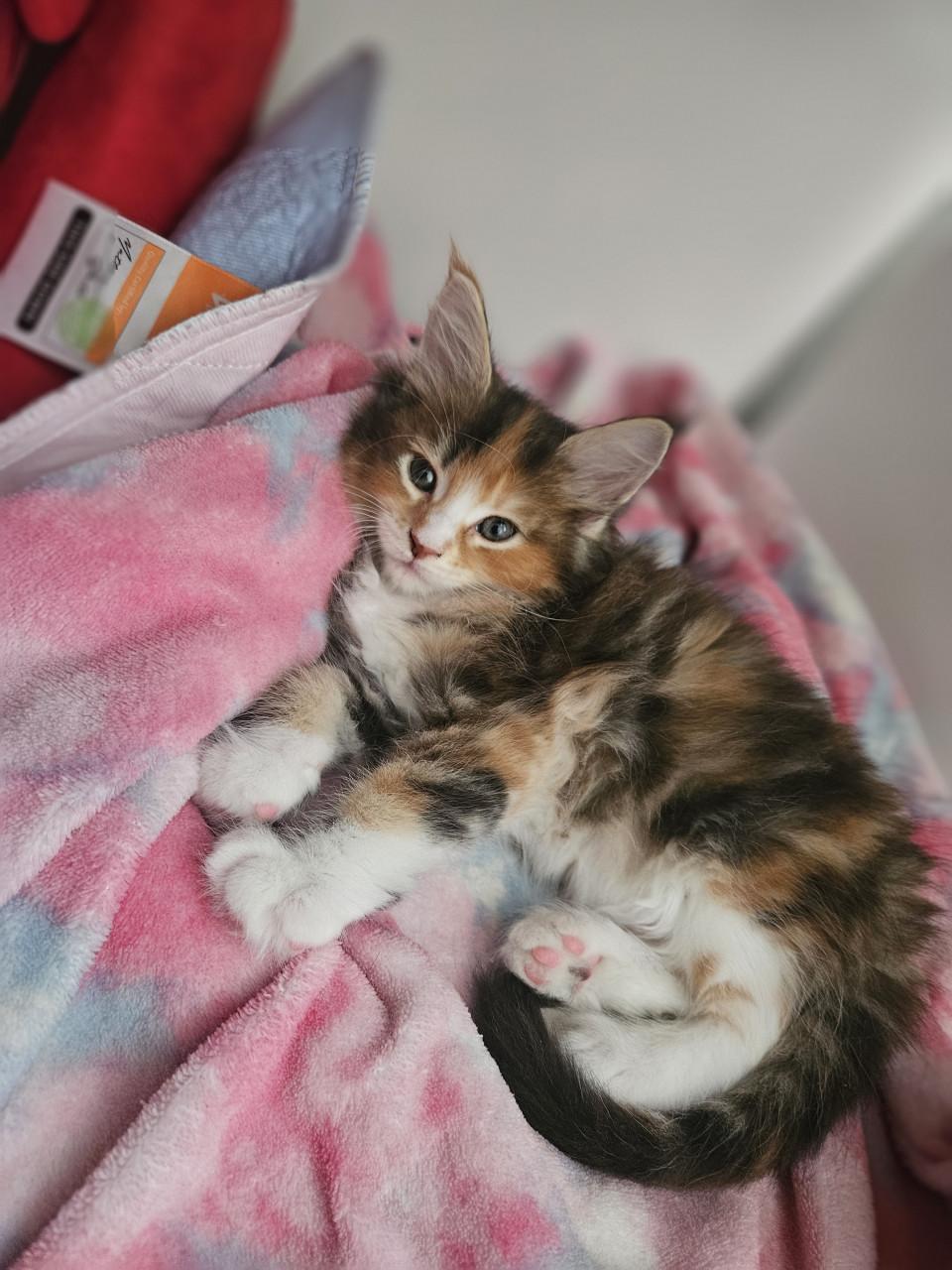 Maine coon kittens