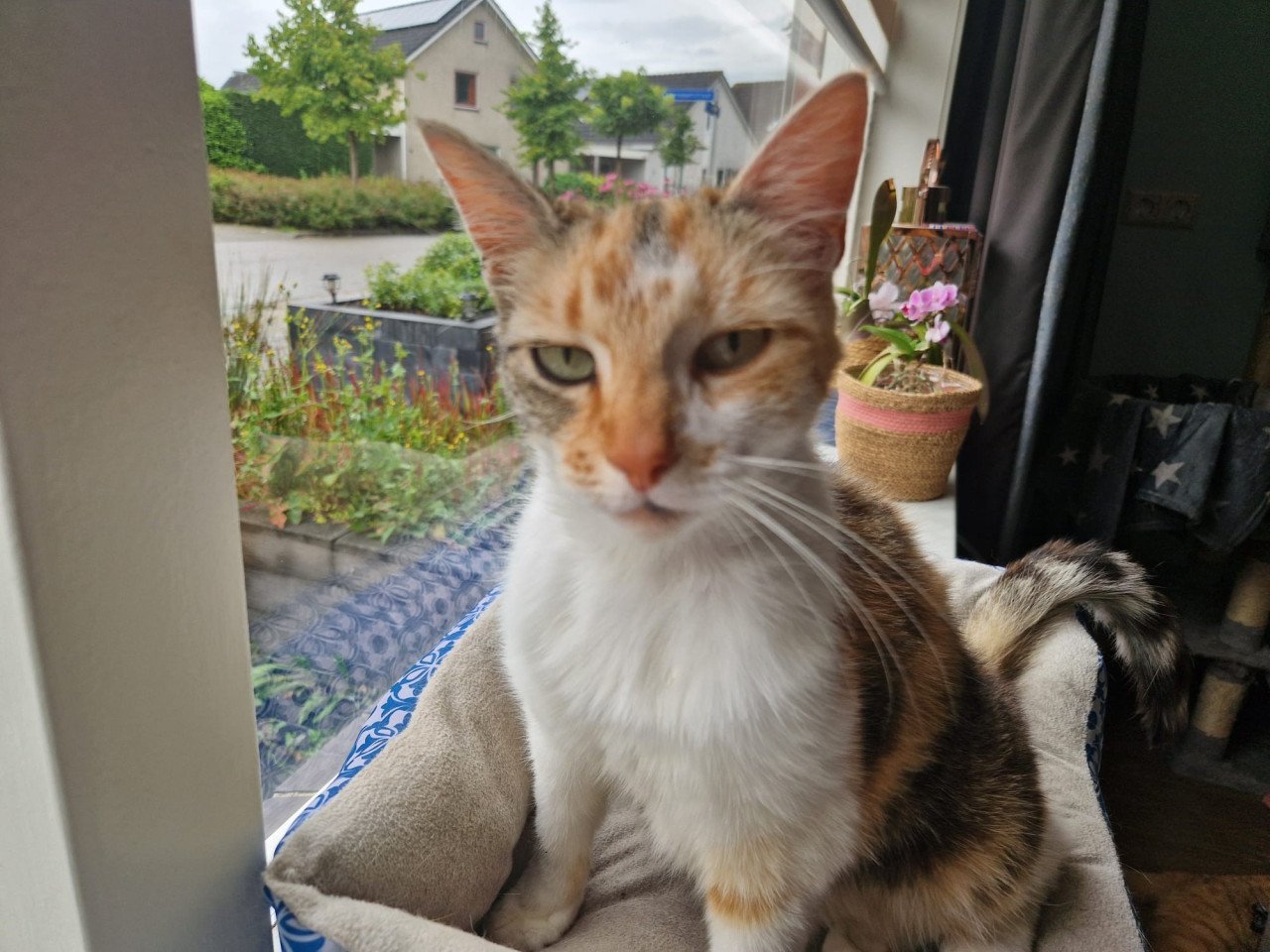 Poes van 7 jaar oud zoekt nieuw huisje