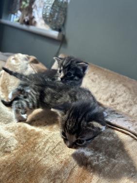 Leuke kittens 🐈‍⬛🐈