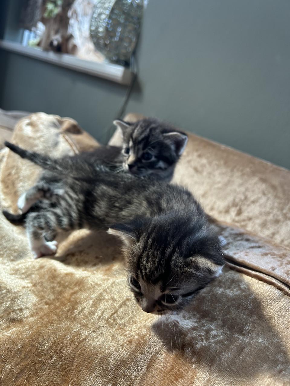 Leuke kittens 🐈‍⬛🐈
