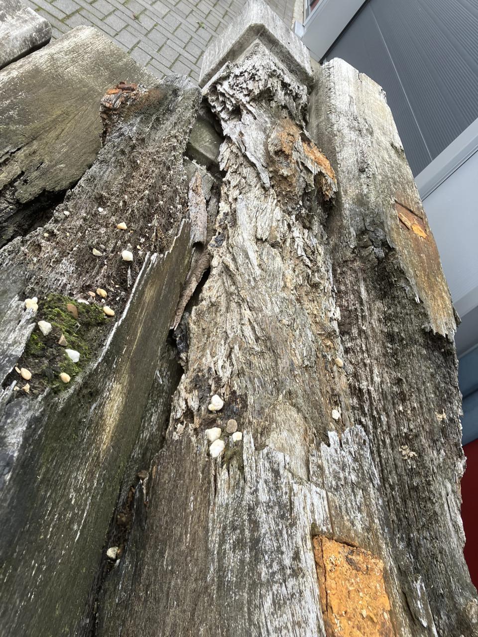 Hardhouten palen met een verleden