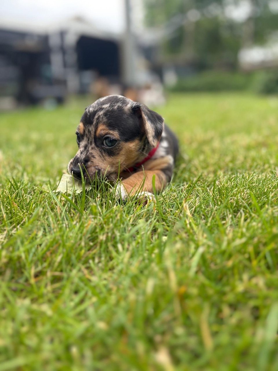Jack Russel reutje te koop met unieke merle kleur