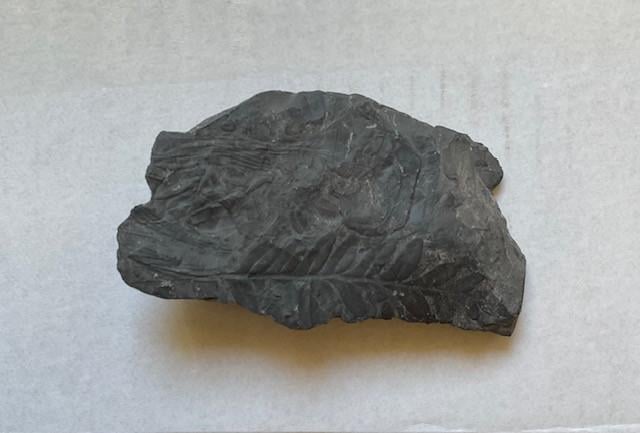 Prehistorische planten Fossiel