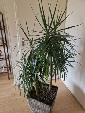 Kamerplant
