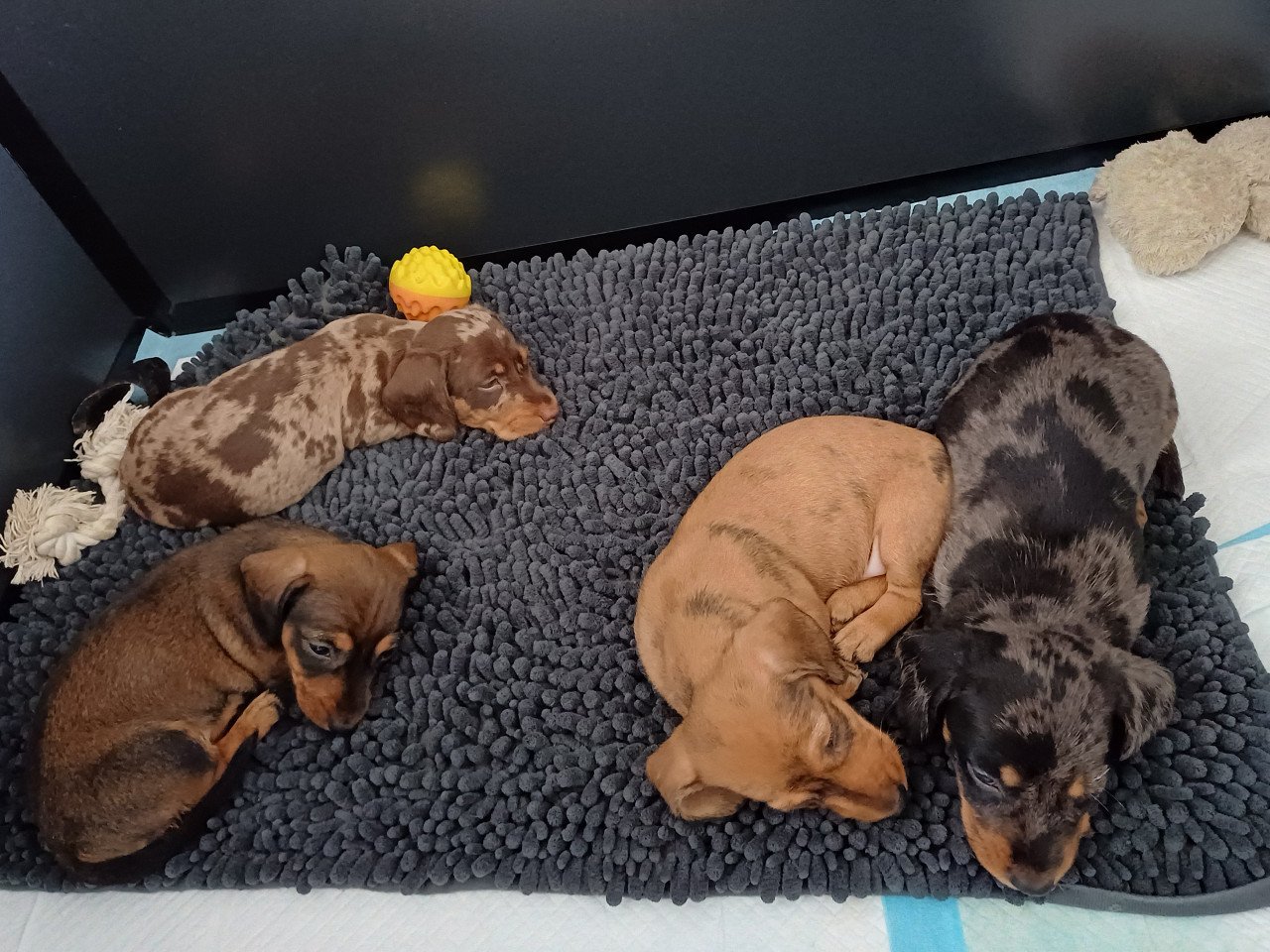 Super vrolijke Dwerg Teckel pups