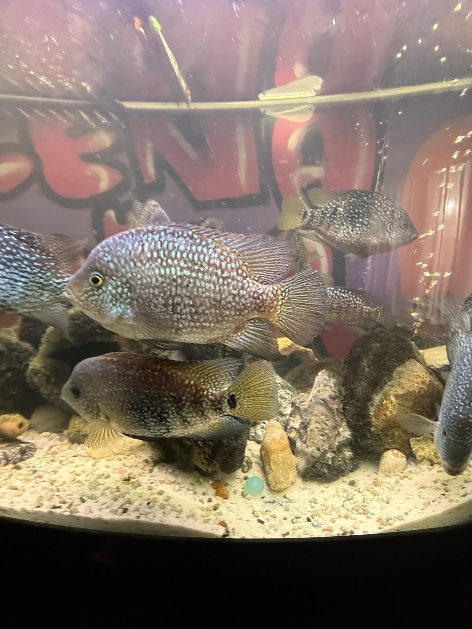 Mooie Amerikaanse cichliden te koop / te ruil!