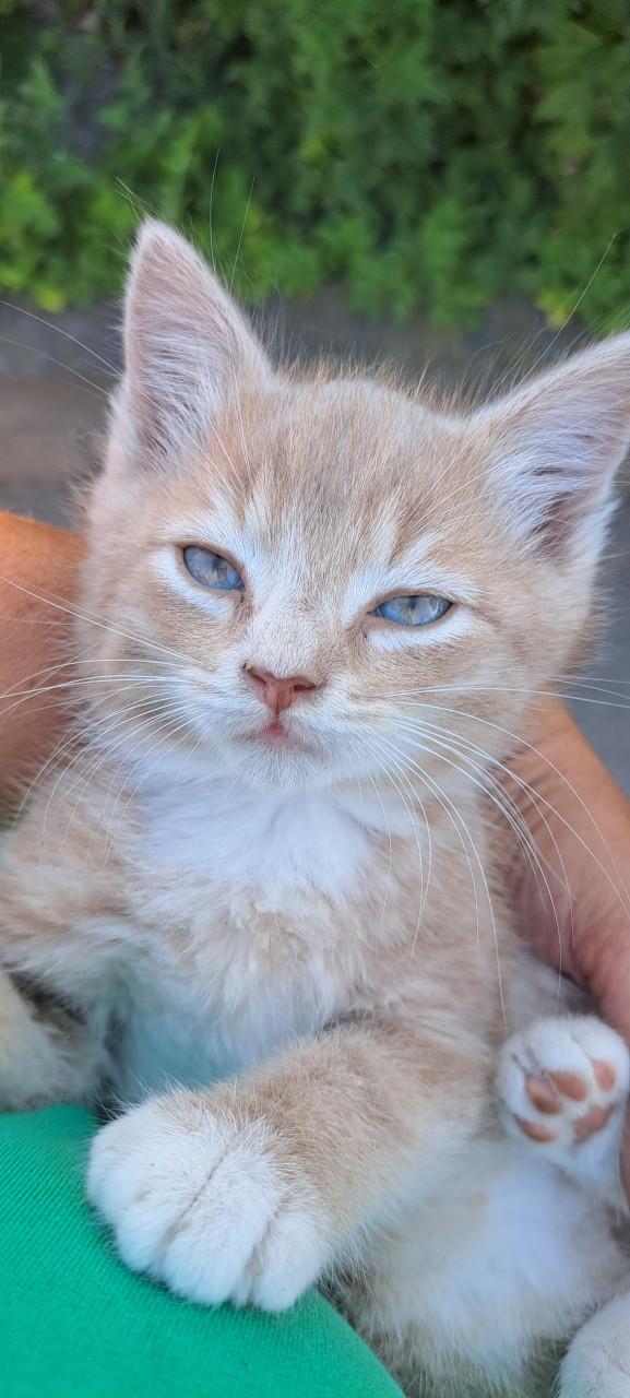Lieve, sociale kittens