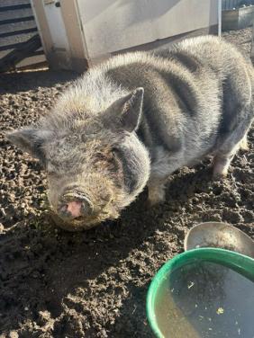 Lief varkentje te koop