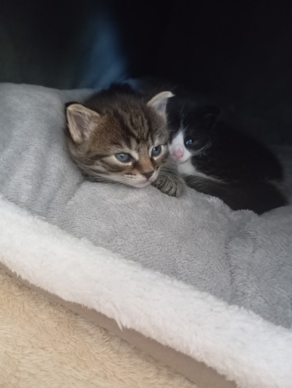 Kittens