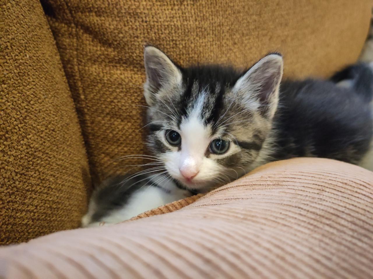 Kittens