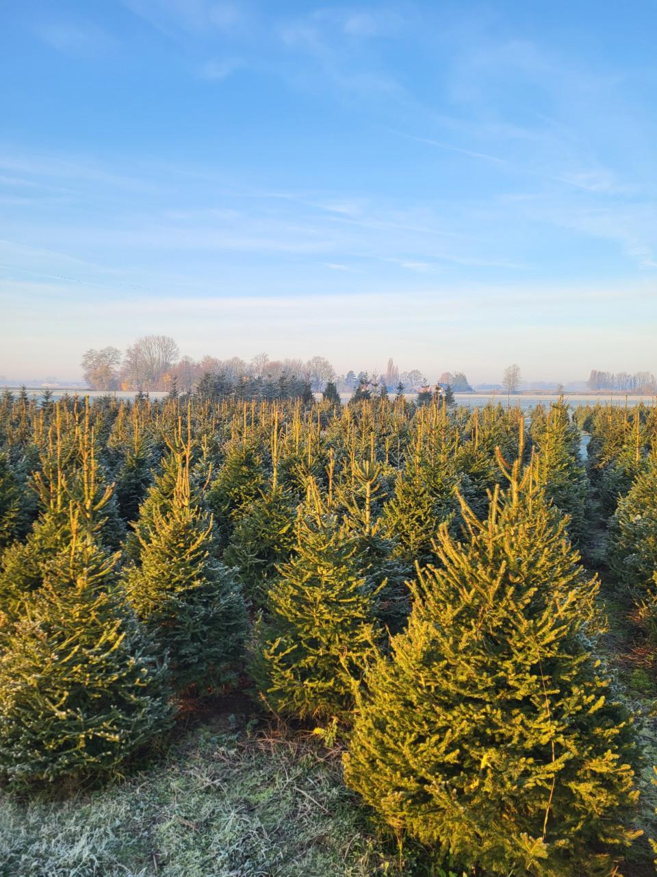 Kerstbomen 1 tot 6 meter