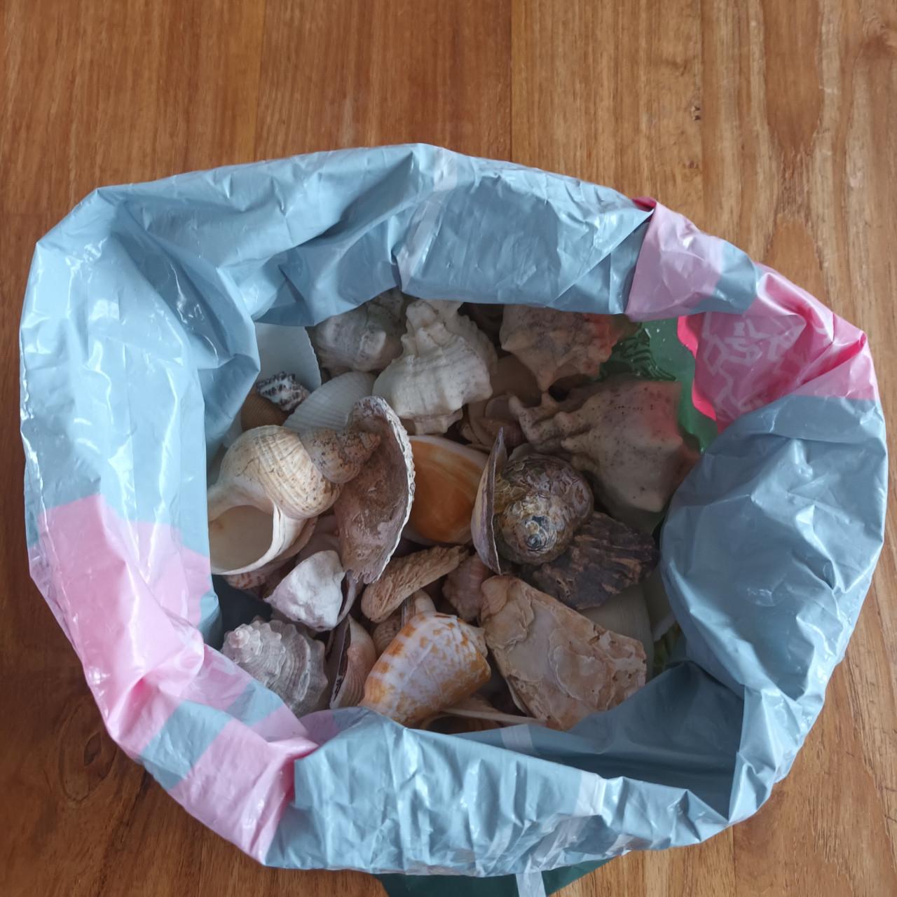 Verzameling exotische schelpen