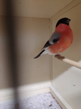 Vogels