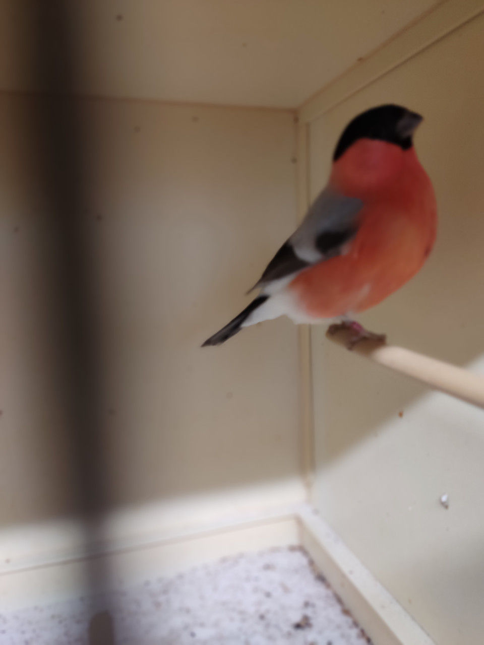 Vogels